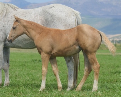 DP Sparkle N Shine Weanling Filly