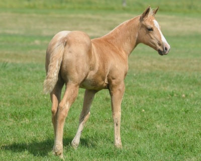 DP Sparkle N Shine Weanling Filly - 2