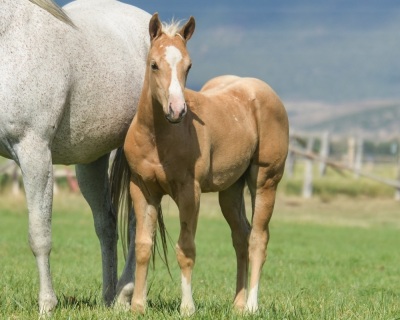DP Sparkle N Shine Weanling Filly - 3