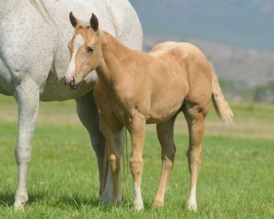 DP Sparkle N Shine Weanling Filly - 4
