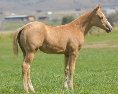 DP Sparkle N Shine Weanling Filly - 5