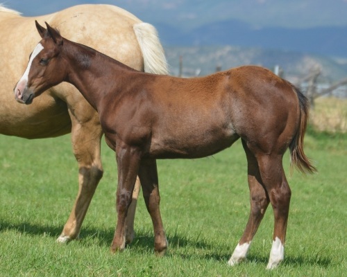 DP Show Me Catty Weanling Filly