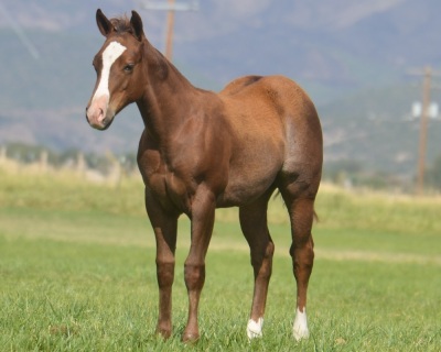 DP Show Me Catty Weanling Filly - 2