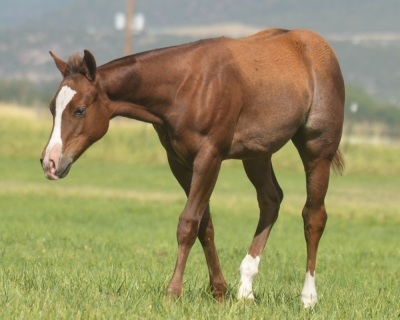 DP Show Me Catty Weanling Filly - 3