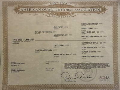 The Best One Jet Weanling Colt - 3