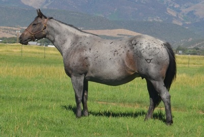 The Best One Jet Weanling Colt - 5