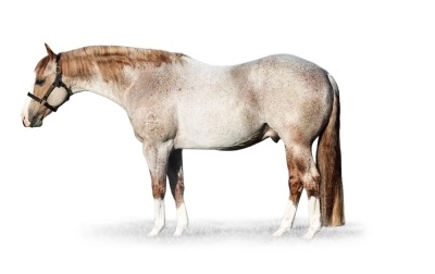 Cool Metallic Jewel Weanling Filly - 4