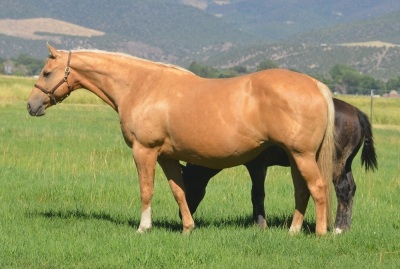 Cool Metallic Jewel Weanling Filly - 5