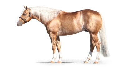 DP Sparkle N Shine Weanling Filly - 7