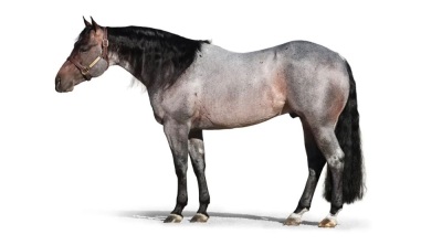 Pride N Pearls Weanling Filly - 7