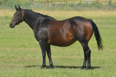 Sunlight and Sugar Weanling Filly - 5