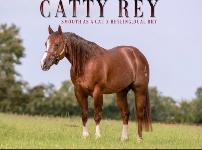 DP Show Me Catty Weanling Filly - 5
