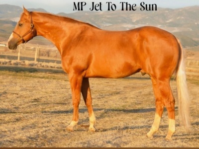 Heza Jettin Sun Weanling colt - 5