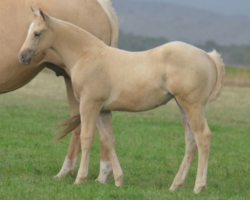 Show Me A Smokeshow Weanling Filly