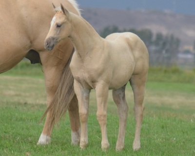 Show Me A Smokeshow Weanling Filly - 2