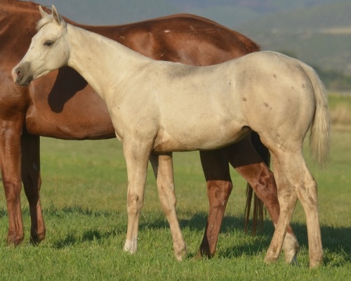 Watch Annie Shoot Weanling Filly