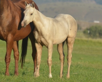 Watch Annie Shoot Weanling Filly - 2