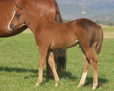 Heza Jettin Sun Weanling colt