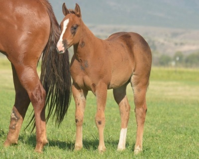 Heza Jettin Sun Weanling colt - 2