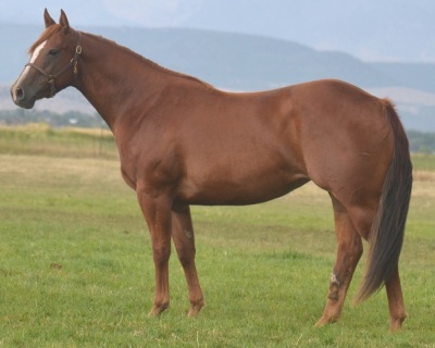 Heza Jettin Sun Weanling colt - 4