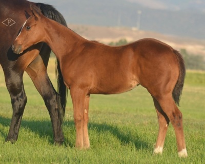 Sunlight and Sugar Weanling Filly