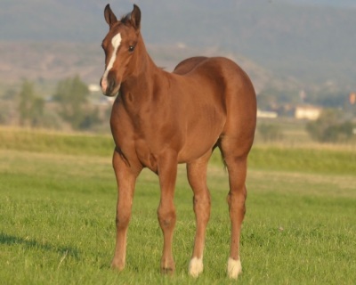 Sunlight and Sugar Weanling Filly - 2