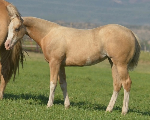 Cool Metallic Jewel Weanling Filly