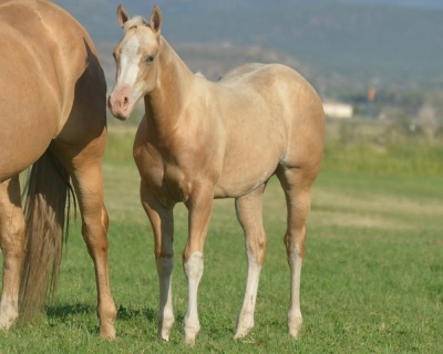 Cool Metallic Jewel Weanling Filly - 2