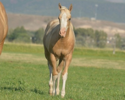 Cool Metallic Jewel Weanling Filly - 3