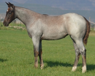 Pride N Pearls Weanling Filly
