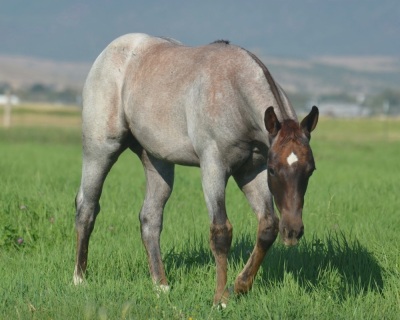 Pride N Pearls Weanling Filly - 2