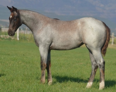 Pride N Pearls Weanling Filly - 3