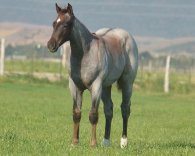 Pride N Pearls Weanling Filly - 4
