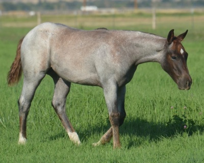 Pride N Pearls Weanling Filly - 5