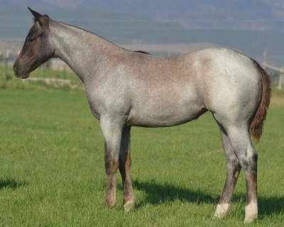 Pride N Pearls Weanling Filly - 6