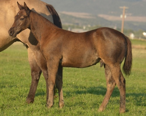 RT Rolling Coal Weanling Colt