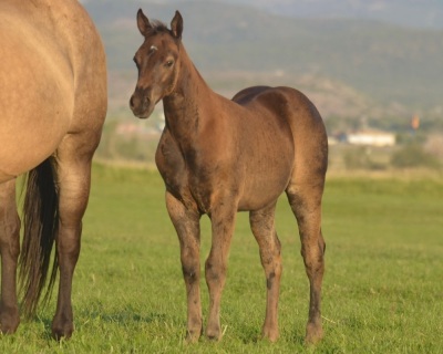 RT Rolling Coal Weanling Colt - 2