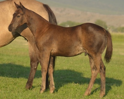 RT Rolling Coal Weanling Colt - 3