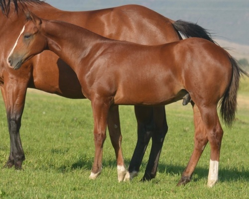 RT Hooligan Weanling Colt