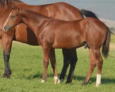 RT Hooligan Weanling Colt