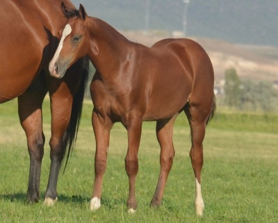 RT Hooligan Weanling Colt - 2