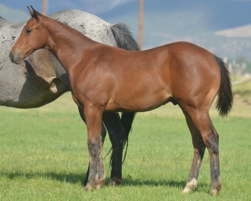 The Best One Jet Weanling Colt