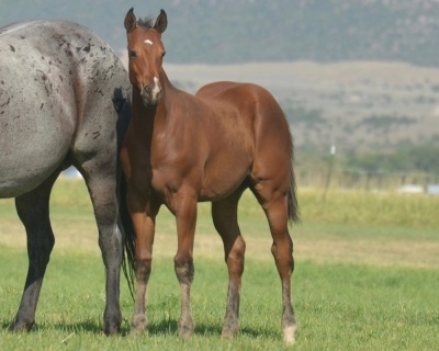 The Best One Jet Weanling Colt - 2