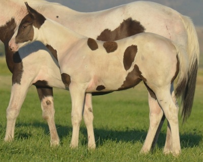 RT A Tru Stingtray Weanling Filly - 2