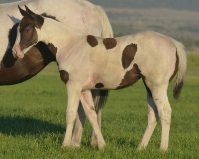 RT A Tru Stingtray Weanling Filly