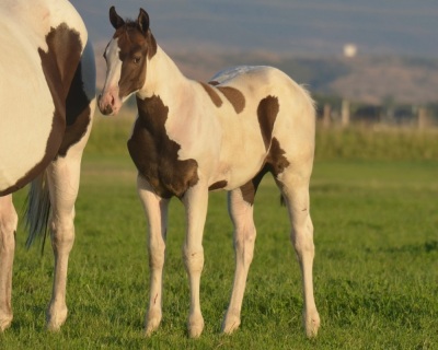 RT A Tru Stingtray Weanling Filly - 3