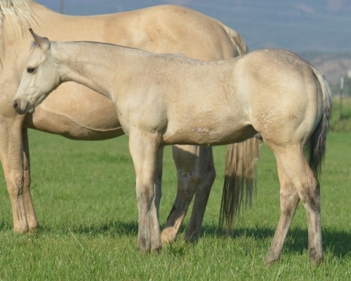 Pearls Snap Weanling Colt