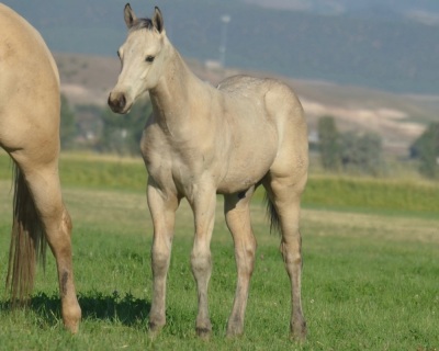 Pearls Snap Weanling Colt - 2