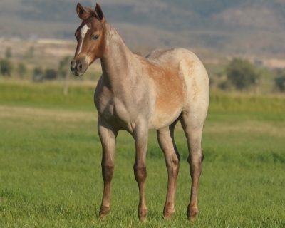 RT Sheez Hott Weanling Filly - 2