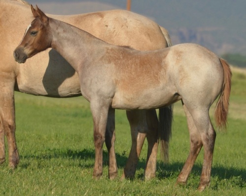RT Sheez Hott Weanling Filly